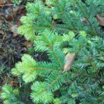 Abies grandis - grand fir