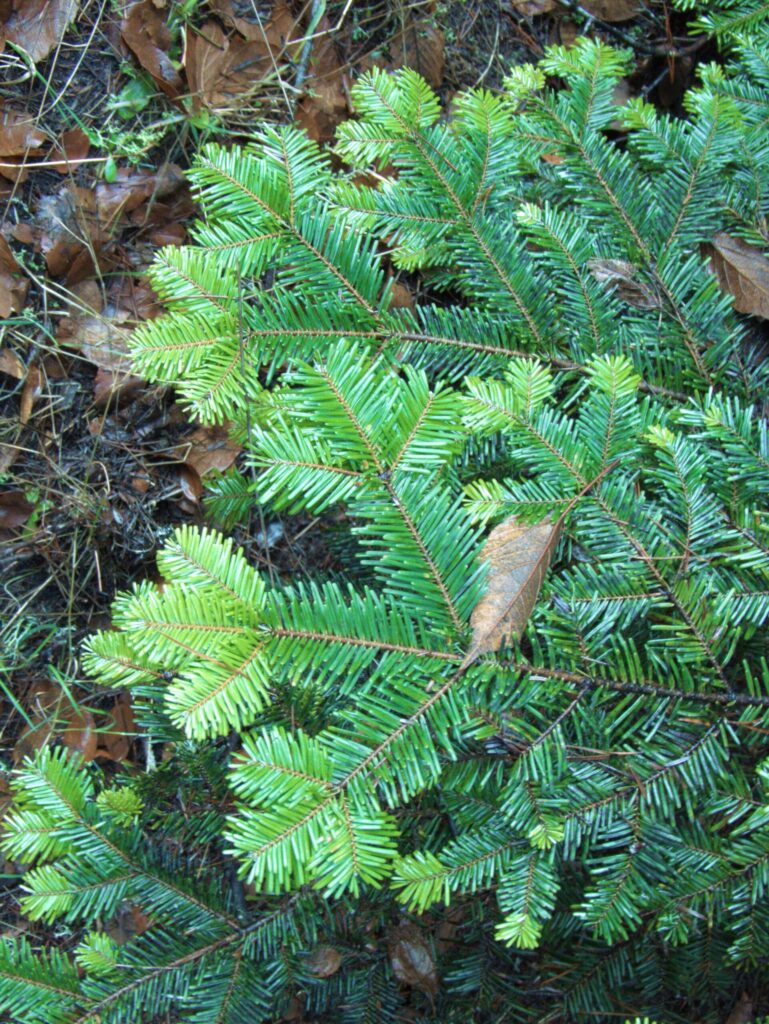 Abies grandis - grand fir