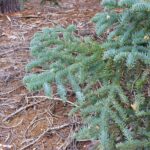 Abies magnifica - red fir