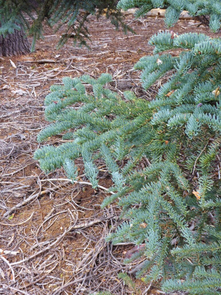 Abies magnifica - red fir