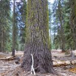 Abies magnifica - red fir