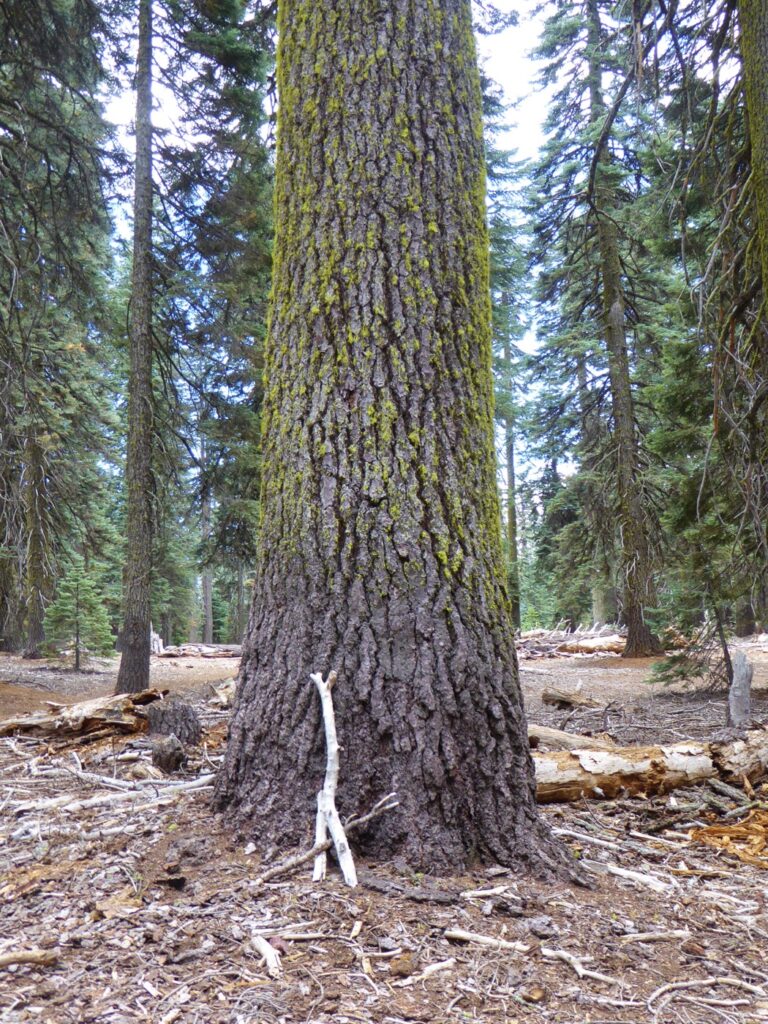 Abies magnifica - red fir