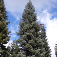 Abies magnifica - red fir
