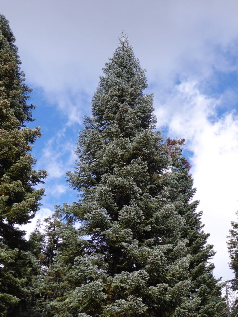 Abies magnifica - red fir