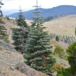 Abies magnifica - red fir