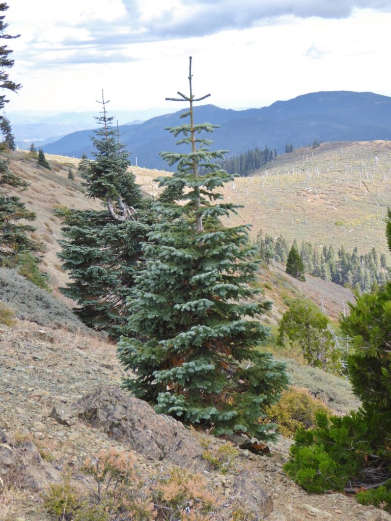 Abies magnifica - red fir