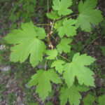 Acer glabrum - Sierra maple