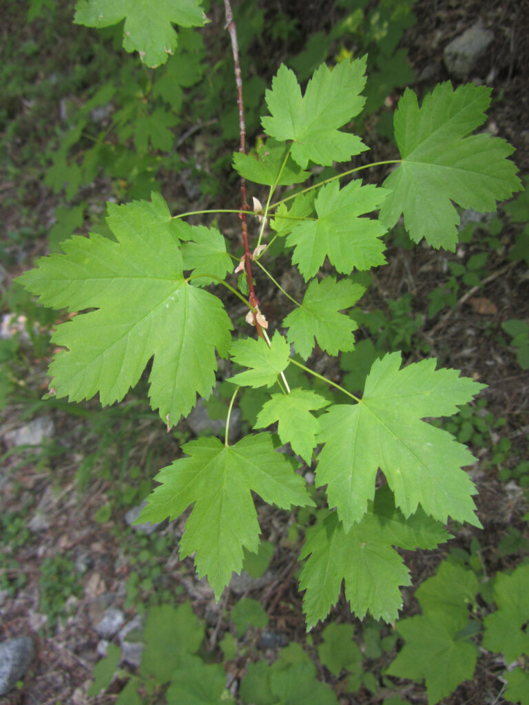 Acer glabrum - Sierra maple