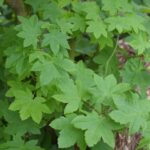 Acer circinatum - vine maple