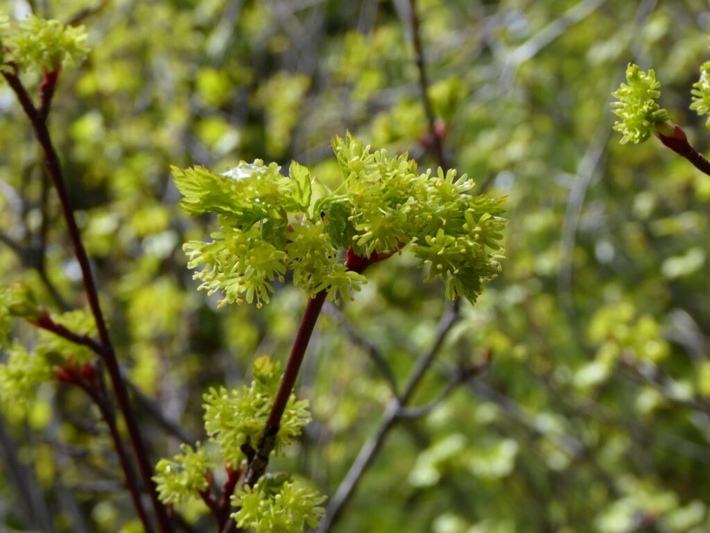 Acer glabrum - Sierra maple