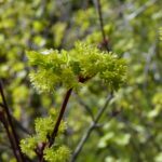 Acer glabrum - Sierra maple