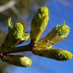 Acer macrophyllum - bigleaf maple