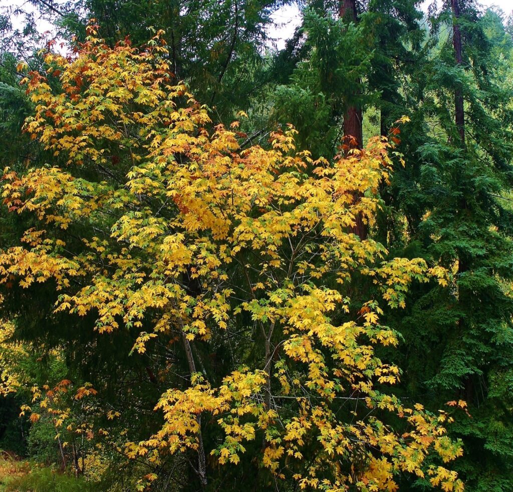 Acer macrophyllum - bigleaf maple