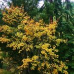 Acer macrophyllum - bigleaf maple