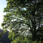 Acer macrophyllum - bigleaf maple