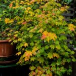 Acer circinatum - vine maple