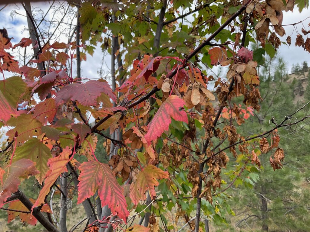 Acer glabrum - Sierra maple