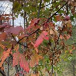 Acer glabrum - Sierra maple