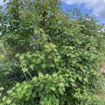 Acer glabrum - Sierra maple
