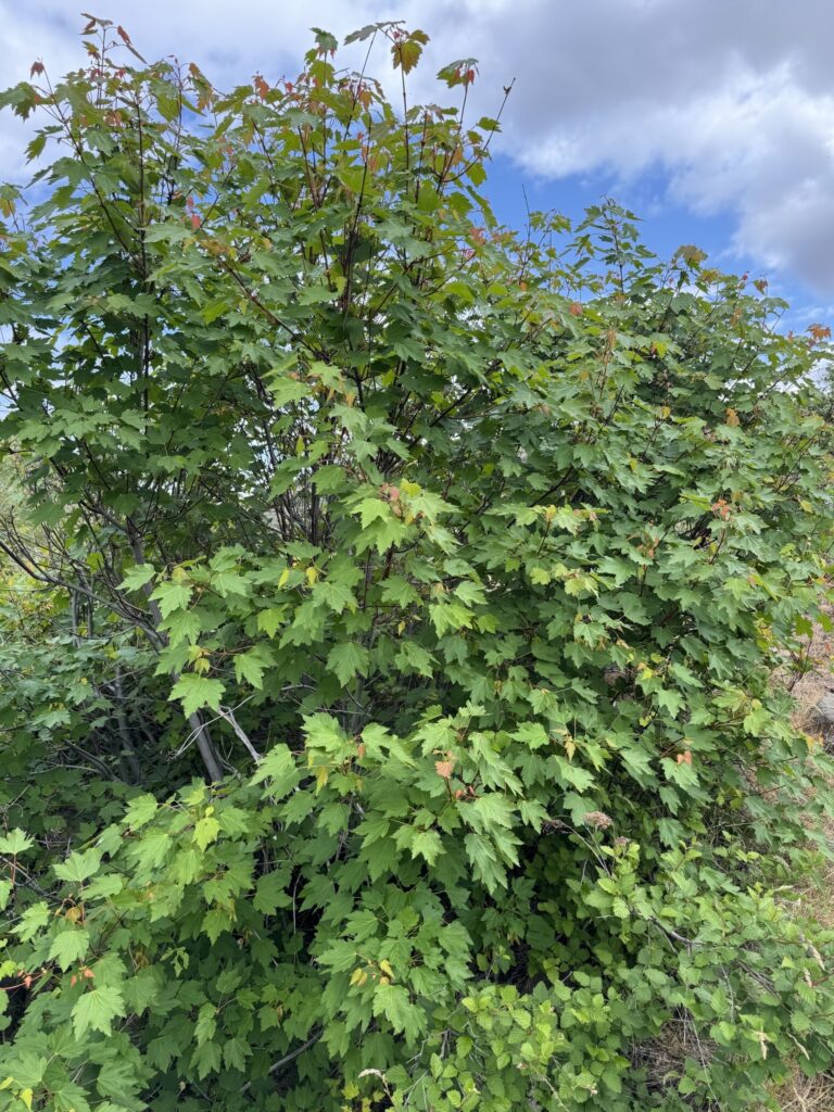 Acer glabrum - Sierra maple