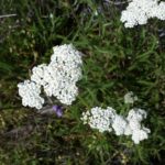 Achillea millefolium - inland form - Sonoma County seed source - yarrow