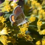 Solidago velutina ssp. californica - California goldenrod