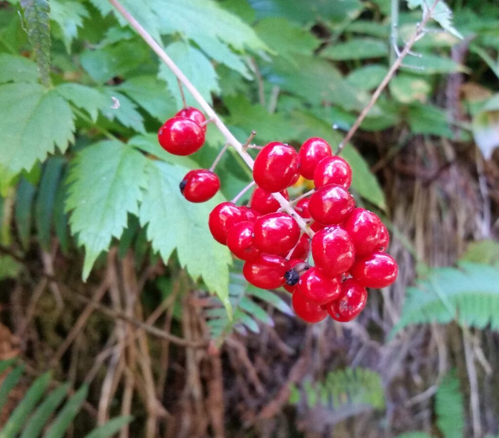 Actaea rubra - baneberry