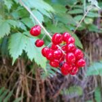Actaea rubra - baneberry
