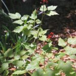 Actaea rubra - baneberry