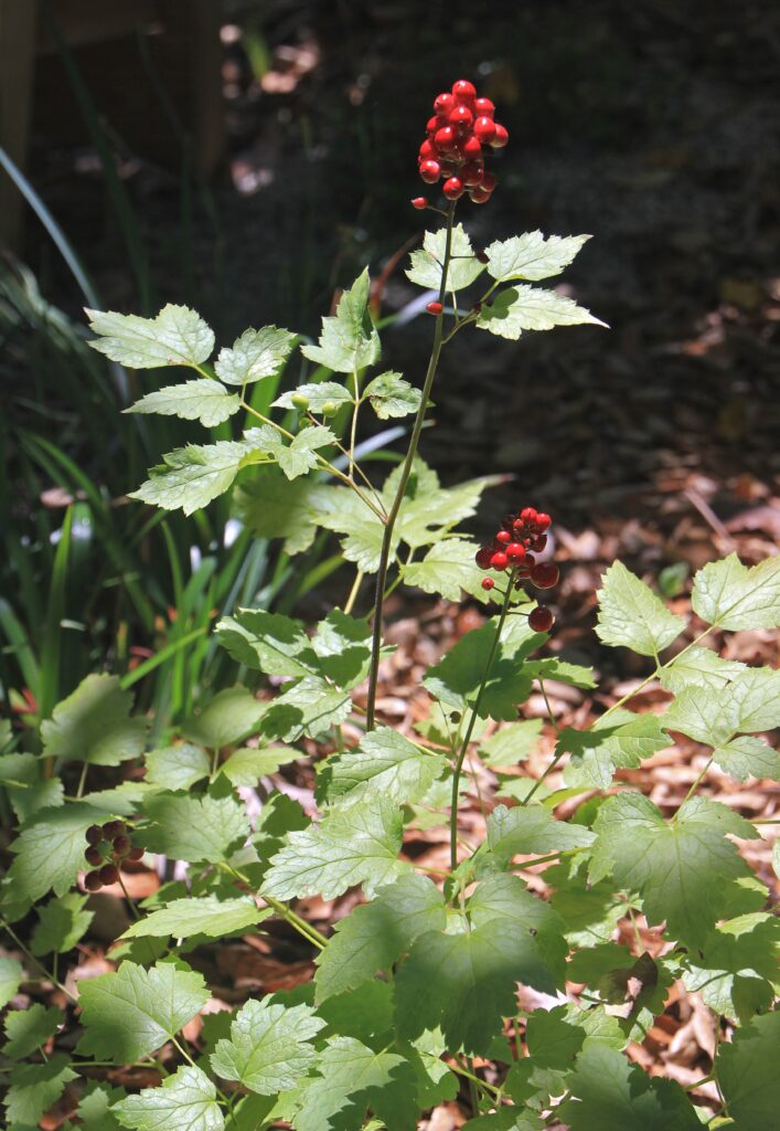 Actaea rubra - baneberry