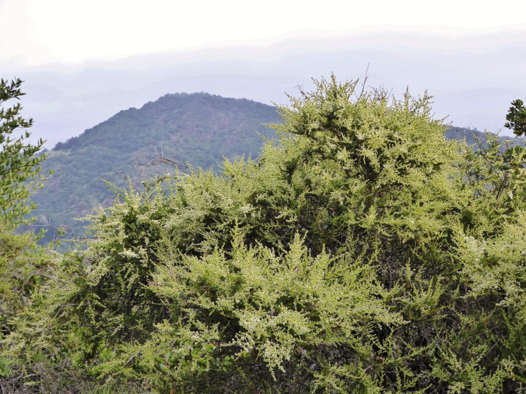 Adenostoma fasciculatum - chamise