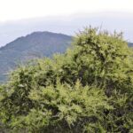 Adenostoma fasciculatum - chamise