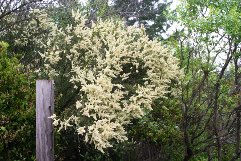 Adenostoma fasciculatum - chamise