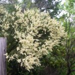 Adenostoma fasciculatum - chamise