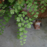 Adiantum capillus-veneris - southern maidenhair fern