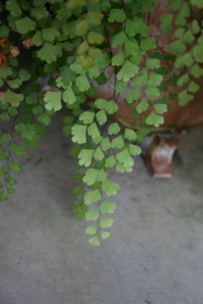 Adiantum capillus-veneris - southern maidenhair fern