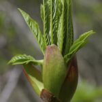 Aesculus californica - Californica buckeye