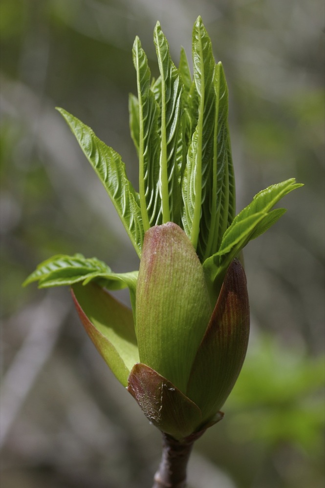 Aesculus californica - Californica buckeye