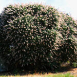 Aesculus californica - Californica buckeye