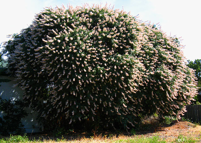 Aesculus californica - Californica buckeye