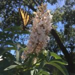Aesculus californica - Californica buckeye