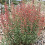 Agastache 'Coronado Red' - hummingbird mint