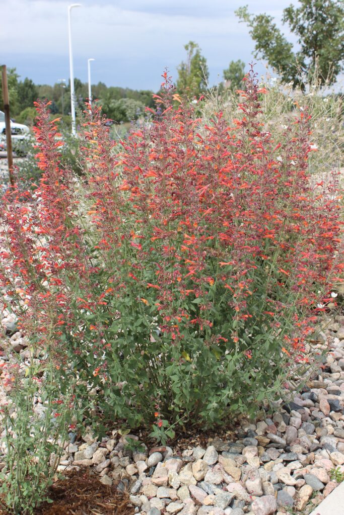 Agastache 'Coronado Red' - hummingbird mint
