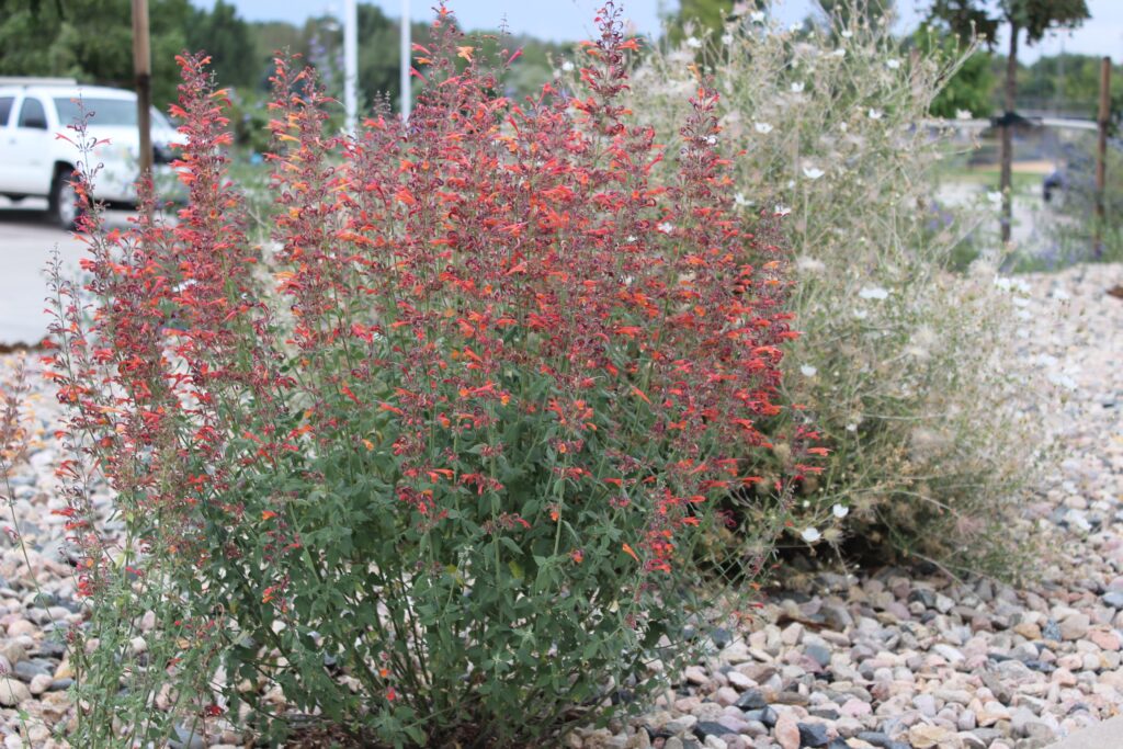 Agastache 'Coronado Red' - hummingbird mint