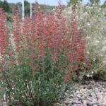 Agastache 'Coronado Red' - hummingbird mint