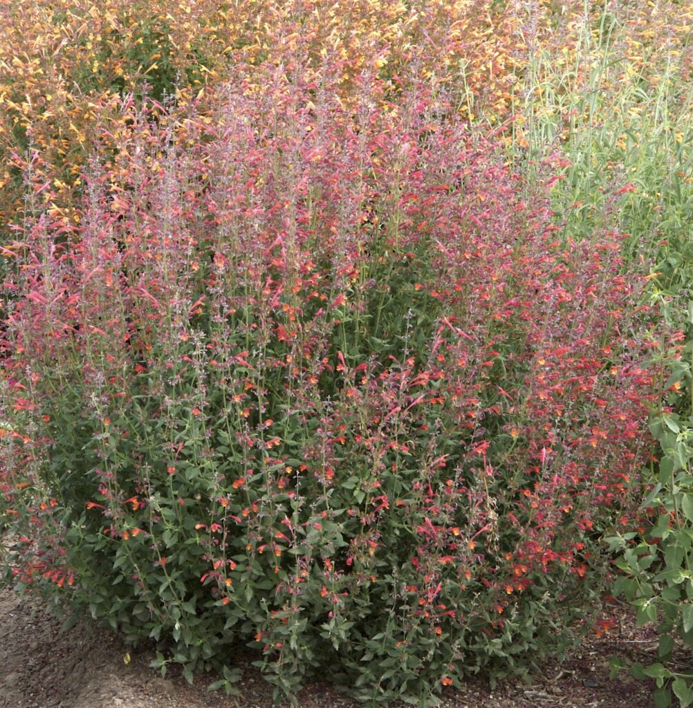 Agastache 'Coronado Red' - hummingbird mint