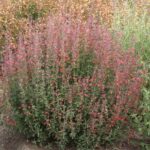 Agastache 'Coronado Red' - hummingbird mint