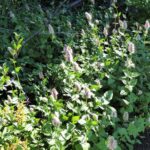 Agastache urticifolia - licorice mint
