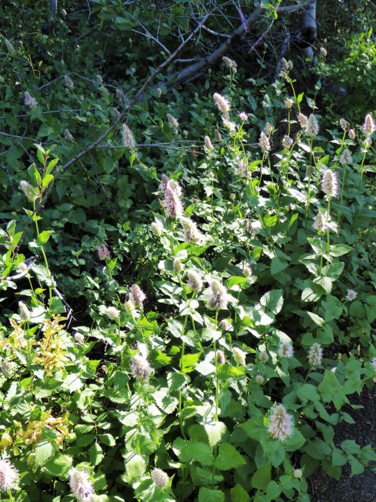 Agastache urticifolia - licorice mint