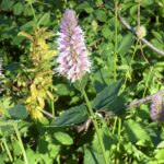Agastache urticifolia - licorice mint